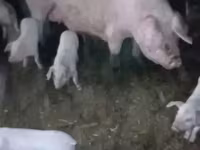 Eber, Schweine — Foto 1