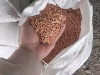 Арпа урыктык сорт бәйшешек дарленген — फ़ोटो 4