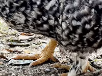 Chickens — फ़ोटो 5