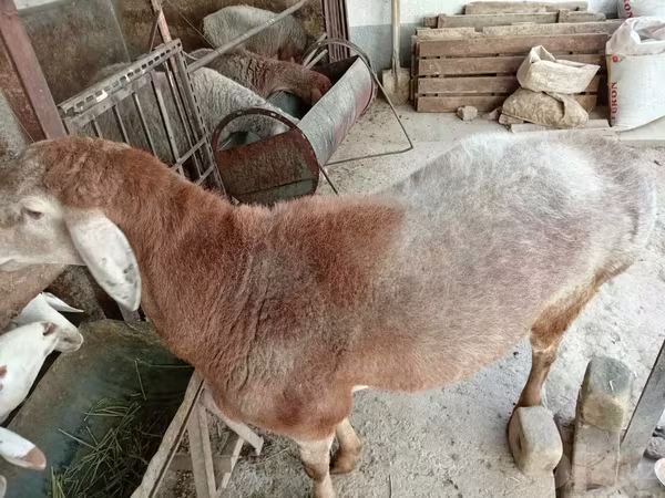 Carneiro, Arashan sheep
