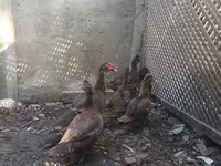 Ducks — Foto 2
