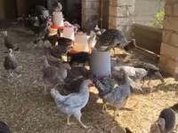 Chickens — Foto 3
