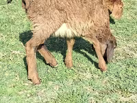 Ram, Sheep — photo 3