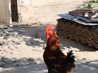 Chickens — الصورة 6