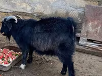 Ziegenbock, Alpine goat — Foto 1