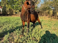 Kozioł, Kozy — zdjęcie 1