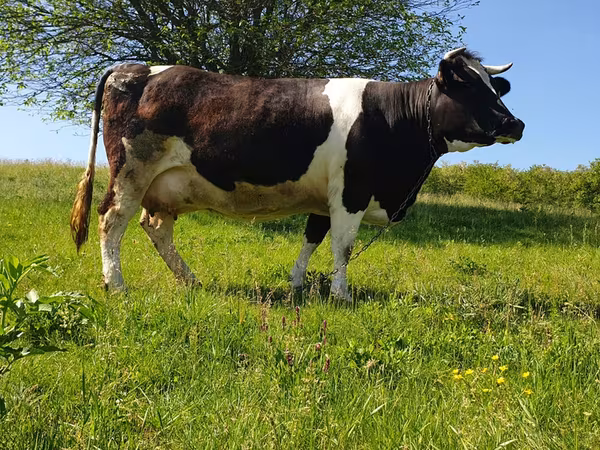Býk, Holštýnské plemeno