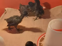 Chickens — photo 8