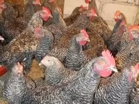 Slovenian Barred Hen — photo 1