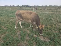 İnək, Broun-dağ — foto 3