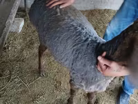 Qoç, Hissar sheep — foto 1