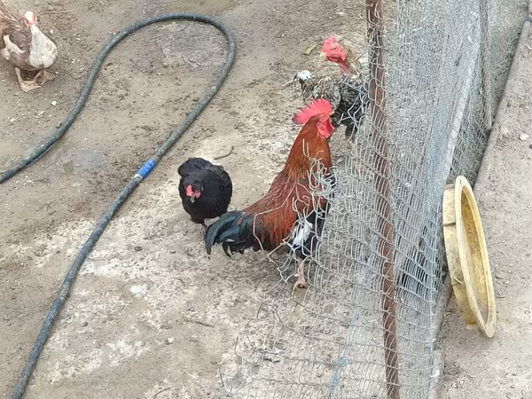 Chickens — Azerbaijan