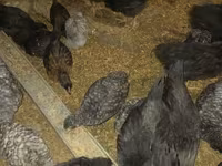 Australorp — photo 7