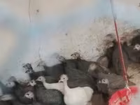 Guinea fowl — 2-rasm