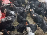 Chickens — foto 3