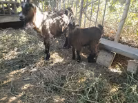Goat, Goats — photo 5
