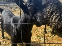 Kozioł, Dutch Landrace goats — zdjęcie 2