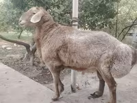 Qoyunlar (partiya, cinsi göstərilməyib), Arashan sheep — foto 4