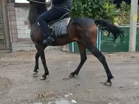 Koń, Thoroughbred horse — zdjęcie 1
