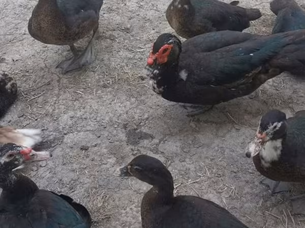Domestic Muscovy — Azerbaijan