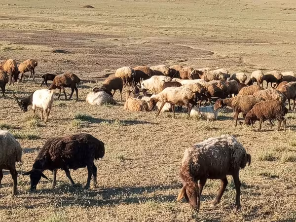 Sheep (batch, sex not specified), Sheep
