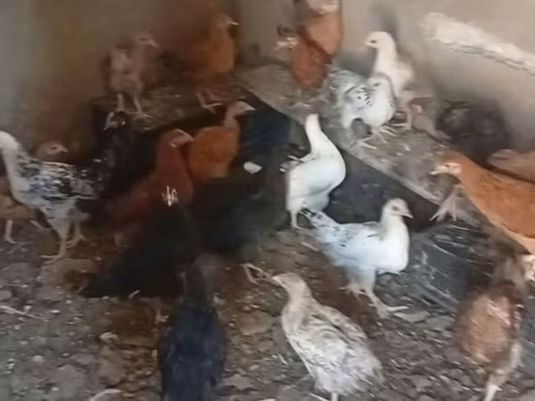 Chickens — Azerbaijan
