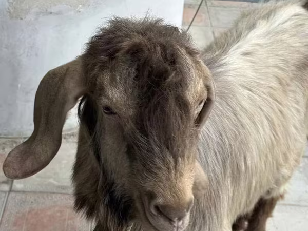 Cabra, Cabras