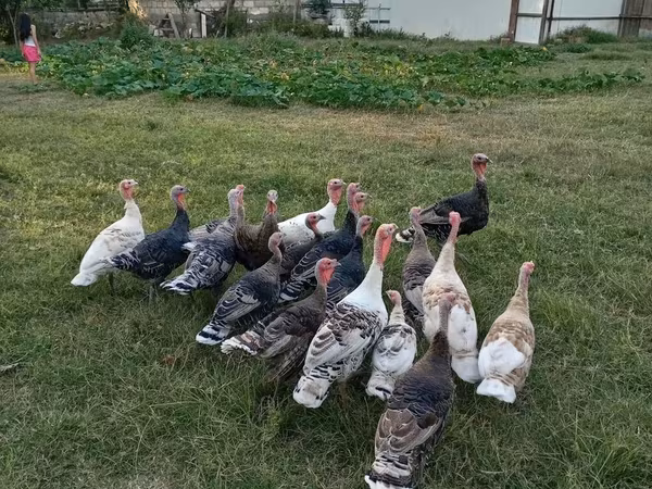 Turkeys — Azərbaycan