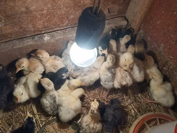 Turkeys — Azerbaijan