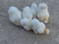 Chickens — photo 1