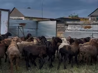 Sheep (batch, sex not specified), Sheep — photo 1