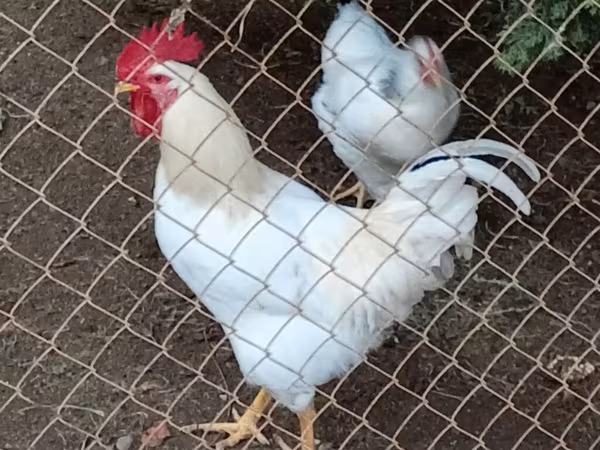 Dominante