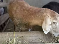 Sheep (batch, sex not specified), Arashan sheep — photo 7