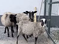 मेढ़ा, Hissar sheep — फ़ोटो 2