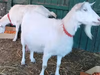 Dişi keçi, Saanen goat — foto 3