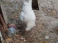Chickens — फ़ोटो 5