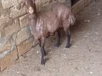 Oveja, Ovejas — foto 4