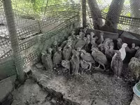 Guinea fowl — Foto 2