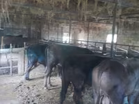 Buğa, Mal-qara — foto 3