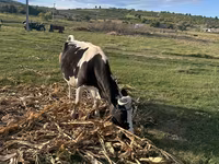İnək, Kasta inəyi — foto 5