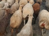 Sheep, Sheep — photo 1