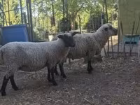 Qoʻchqor, Shroshire sheep — 4-rasm