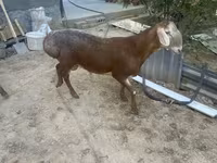 Qoç, Arashan sheep — foto 3