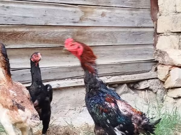 长门鸡