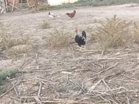 Chickens — फ़ोटो 6
