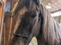 Horse (M), Palomino — photo 4