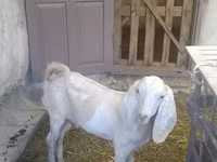 Keçi, Beetal goats — foto 6