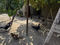 Ducks — foto 2