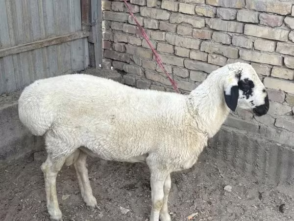 Qoç, Suffolk sheep