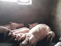 Sow, Pigs — photo 1